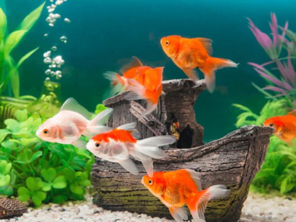 Fish Aquarium Tank